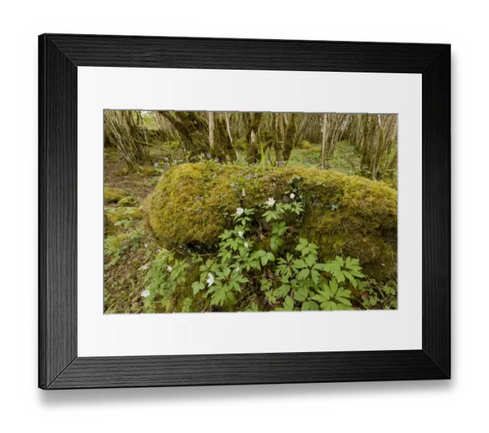 Framed Print : Wood Anemone (Anemone nemorosa) and violets, flowering, growing in Common Hazel (Corylus avellana) Framed Print : Wood Anemone (Anemone nemorosa) and violets, flowering, growing in Common Hazel (Corylus avellana)