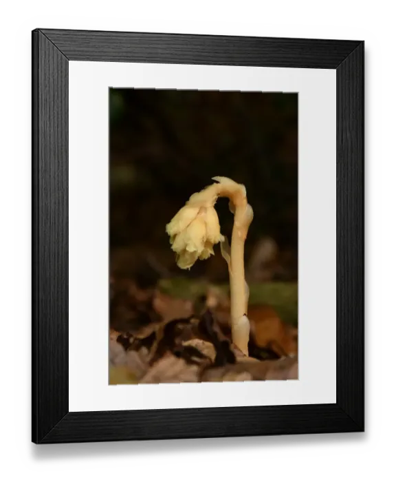 Framed Print : Yellow Bird s-nest (Monotropa hypopitys) flowerspike, growing through leaf litter, Oxfordshire, England, August Framed Print : Yellow Bird s-nest (Monotropa hypopitys) flowerspike, growing through leaf litter, Oxfordshire, England, August