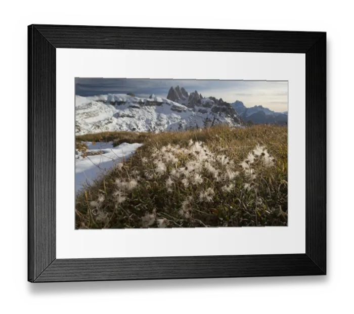Framed Print : Mountain Avens (Dryas octopetala) seedheads, growing in mountain habitat (at 2400m), Cadini di Misurina, Dolomites