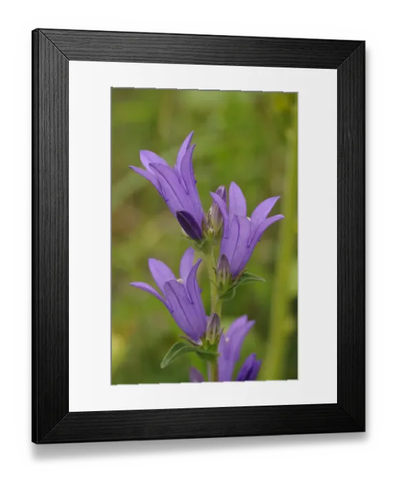 Framed Print : Clustered Bellflower (Campanula glomerata) close-up of flowers, Ivinghoe Beacon, Chiltern Hills, Buckinghamshire Framed Print : Clustered Bellflower (Campanula glomerata) close-up of flowers, Ivinghoe Beacon, Chiltern Hills, Buckinghamshire