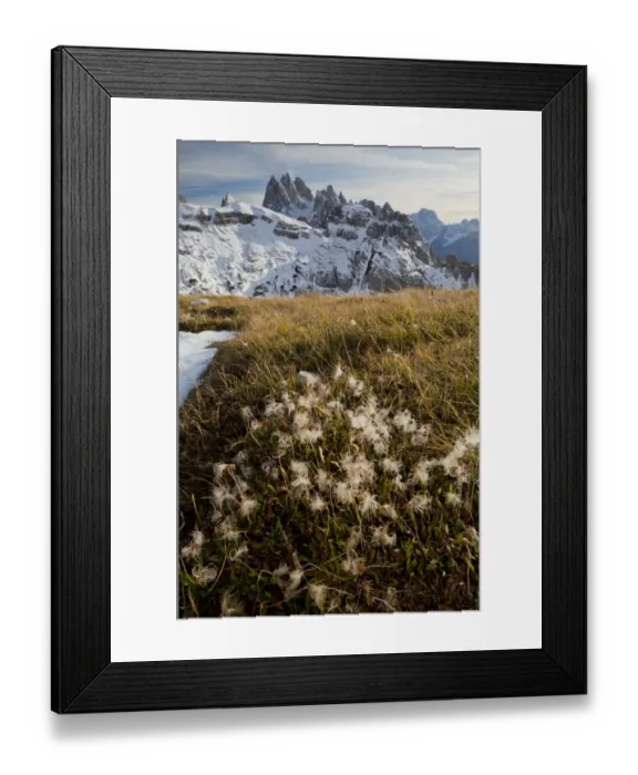Framed Print : Mountain Avens (Dryas octopetala) seedheads, growing in mountain habitat (at 2400m), Cadini di Misurina, Dolomites Framed Print : Mountain Avens (Dryas octopetala) seedheads, growing in mountain habitat (at 2400m), Cadini di Misurina, Dolomites