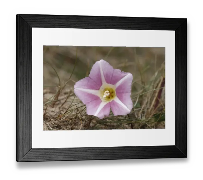 Framed Print : Sea Bindweed (Calystegia soldanella) close-up of flower, Burnham Overy, Norfolk, England, July