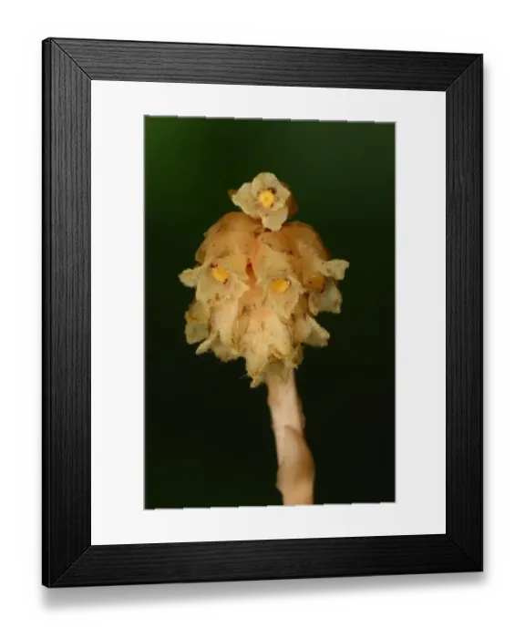 Framed Print : Yellow Bird s-nest (Monotropa hypopitys) close-up of flowerspike, Oxfordshire, England, August Framed Print : Yellow Bird s-nest (Monotropa hypopitys) close-up of flowerspike, Oxfordshire, England, August