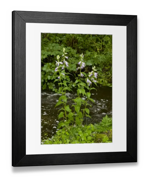 Framed Print : Giant Bellflower (Campanula latifolia) flowering, growing beside upland river, France, August Framed Print : Giant Bellflower (Campanula latifolia) flowering, growing beside upland river, France, August