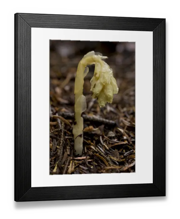 Framed Print : Yellow Bird s-nest (Monotropa hypopitys) flowerspike, growing in pinewood, Anatolia, Turkey, July Framed Print : Yellow Bird s-nest (Monotropa hypopitys) flowerspike, growing in pinewood, Anatolia, Turkey, July