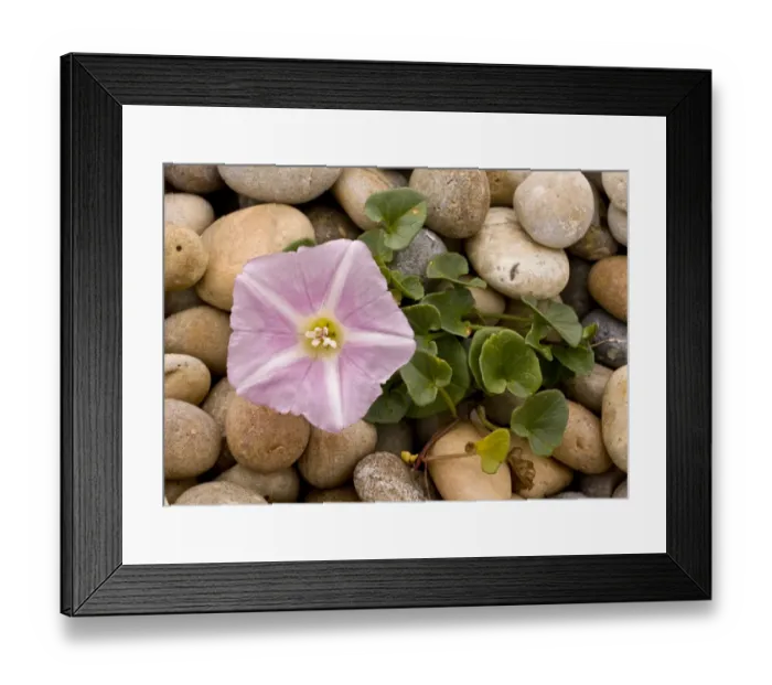 Framed Print : Sea Bindweed (Calystegia soldanella) flowering, growing on shingle beach, Weymouth, Dorset, England, July