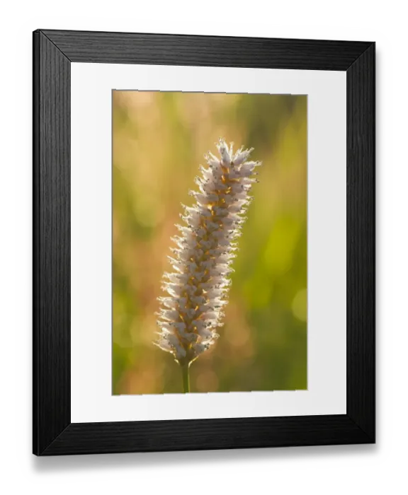 Framed Print : Common Bistort (Polygonum bistorta) close-up of flowerspike, Pembrokeshire, Wales, June Framed Print : Common Bistort (Polygonum bistorta) close-up of flowerspike, Pembrokeshire, Wales, June