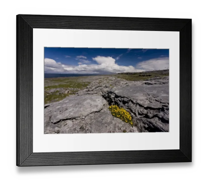 Framed Print : Bird s-foot Trefoil (Lotus corniculatus) flowering, growing on coastal limestone pavement habitat, Poulsallagh Framed Print : Bird s-foot Trefoil (Lotus corniculatus) flowering, growing on coastal limestone pavement habitat, Poulsallagh
