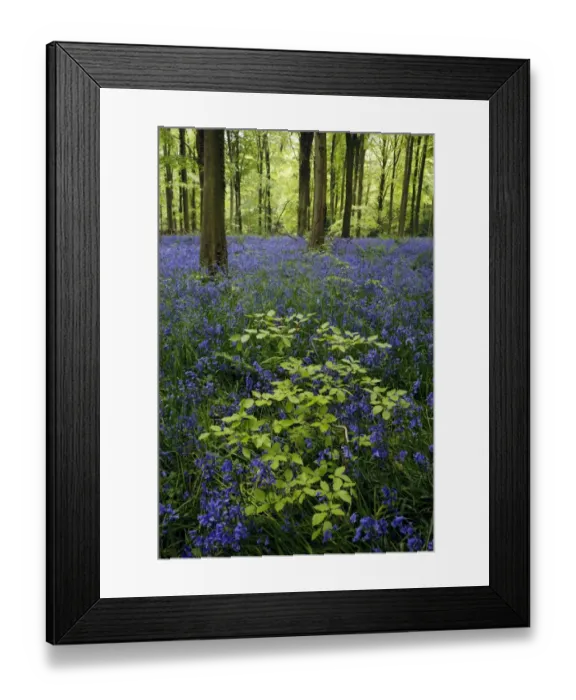 Framed Print : Bluebell (Endymion non-scriptus) flowering mass, growing with sapling in Common Beech (Fagus sylvatica) Framed Print : Bluebell (Endymion non-scriptus) flowering mass, growing with sapling in Common Beech (Fagus sylvatica)