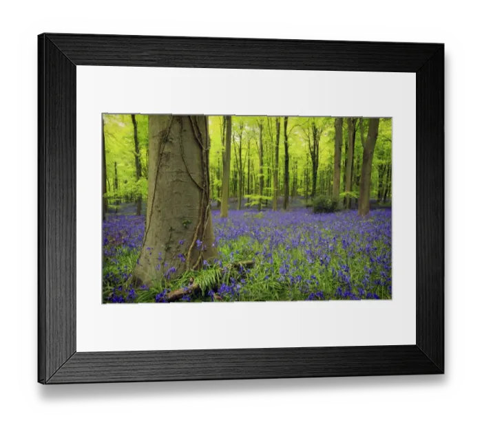 Framed Print : Bluebell (Endymion non-scriptus) flowering mass, growing in Common Beech (Fagus sylvatica) woodland habitat, Sussex Framed Print : Bluebell (Endymion non-scriptus) flowering mass, growing in Common Beech (Fagus sylvatica) woodland habitat, Sussex