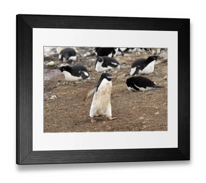 Framed Print : Adelie Penguin (Pygoscelis adeliae) adult, with stone for nesting material in beak, walking in nesting colony Framed Print : Adelie Penguin (Pygoscelis adeliae) adult, with stone for nesting material in beak, walking in nesting colony