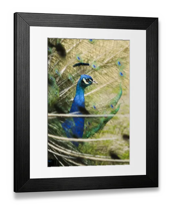 Framed Print : Indian Peafowl (Pavo cristatus) adult male, close-up of head and neck, displaying with tail feathers raised Framed Print : Indian Peafowl (Pavo cristatus) adult male, close-up of head and neck, displaying with tail feathers raised