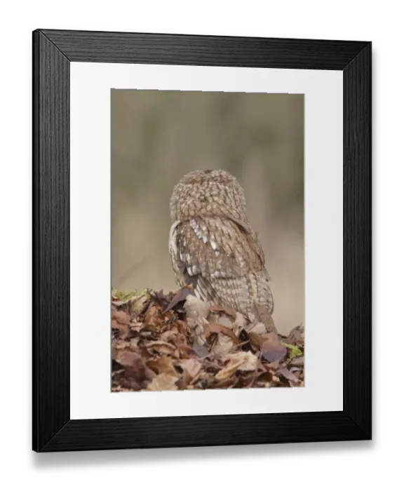 Framed Print : Tawny Owl (Strix aluco) adult male, rear view, standing amongst fallen beech leaves on woodland floor, North Yorkshire