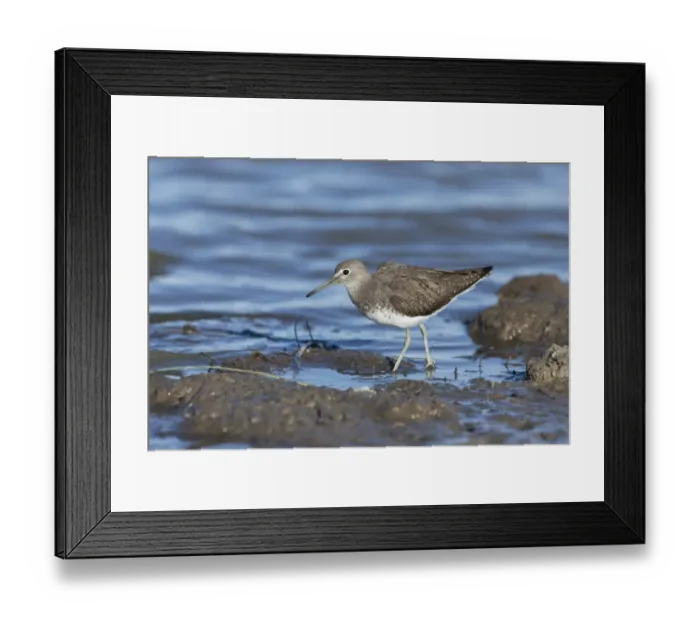 Framed Print : Green Sandpiper (Tringa ochropus) adult, walking on mud at edge of water, Suffolk, England, September Framed Print : Green Sandpiper (Tringa ochropus) adult, walking on mud at edge of water, Suffolk, England, September