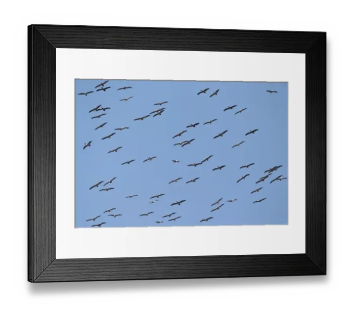 Framed Print : Spot-billed Pelican (Pelecanus philippensis) flock, in flight, soaring on thermals, Ang Trapaeng Thmor, Cambodia
