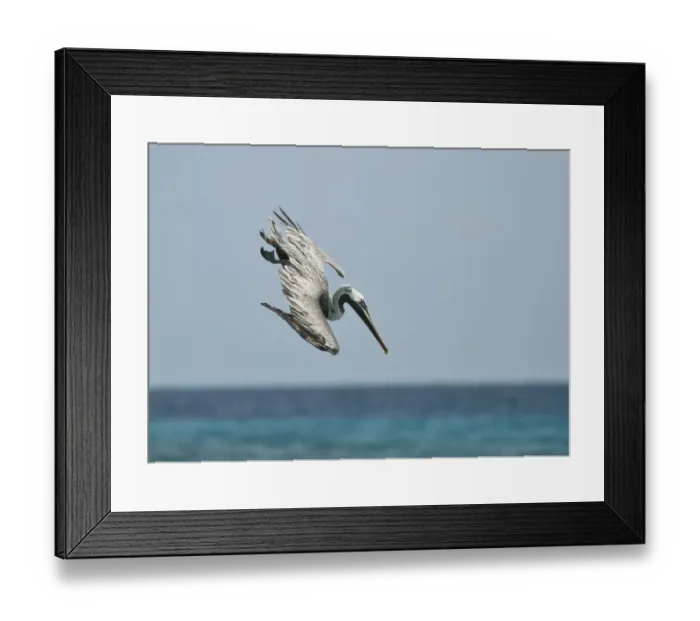 Framed Print : Brown Pelican (Pelecanus occidentalis) adult, chick-feeding plumage, in flight, plunge diving into sea for fish Framed Print : Brown Pelican (Pelecanus occidentalis) adult, chick-feeding plumage, in flight, plunge diving into sea for fish
