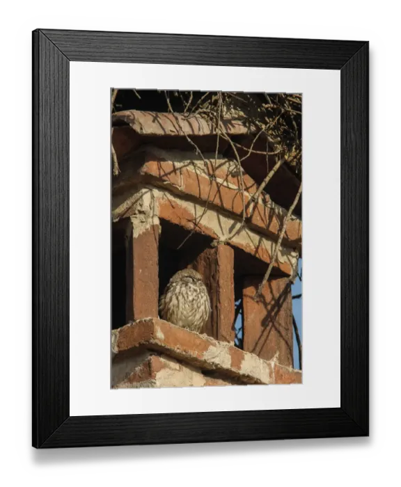 Framed Print : Little Owl (Athene noctua) adult, roosting on chimney under White Stork (Ciconia ciconia) nest, Italy, December Framed Print : Little Owl (Athene noctua) adult, roosting on chimney under White Stork (Ciconia ciconia) nest, Italy, December