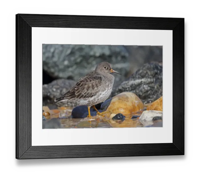 Framed Print : Purple Sandpiper (Calidris maritima) adult, winter plumage, standing on rocky beach, Eccles-on-sea, Norfolk, England Framed Print : Purple Sandpiper (Calidris maritima) adult, winter plumage, standing on rocky beach, Eccles-on-sea, Norfolk, England
