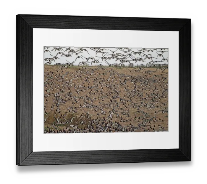 Framed Print : Eurasian Oystercatcher (Haematopus ostralegus) flock, in flight at high tide roost, Snettisham RSPB Reserve, Norfolk