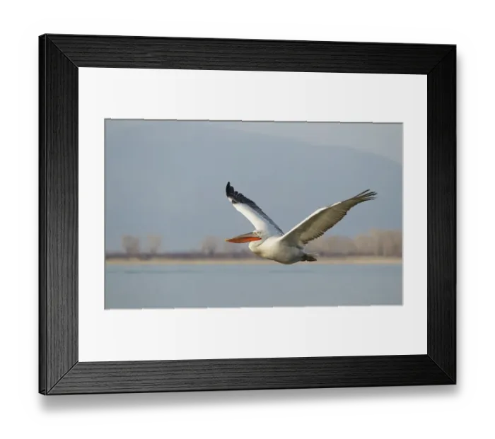 Framed Print : Dalmatian Pelican (Pelecanus crispus) adult, breeding plumage, in flight over lake, Lake Kerkini, Macedonia, Greece