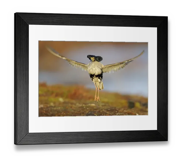 Framed Print : Ruff (Philomachus pugnax) adult male, breeding plumage, displaying at lek, Varanger Peninsula, Finnmark, Norway, May