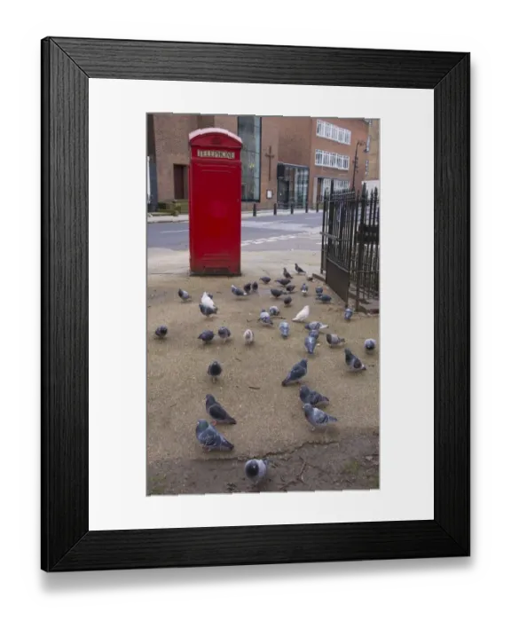 Framed Print : Feral Pigeon (Columba livia) adults, flock feeding on pavement beside red telephone box, Islington, Inner London Framed Print : Feral Pigeon (Columba livia) adults, flock feeding on pavement beside red telephone box, Islington, Inner London