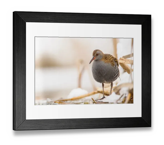 Framed Print : Water Rail (Rallus aquaticus) adult, foraging on snow covered ice, Racconigi, Cuneo Province, Piedmont, Italy, February Framed Print : Water Rail (Rallus aquaticus) adult, foraging on snow covered ice, Racconigi, Cuneo Province, Piedmont, Italy, February
