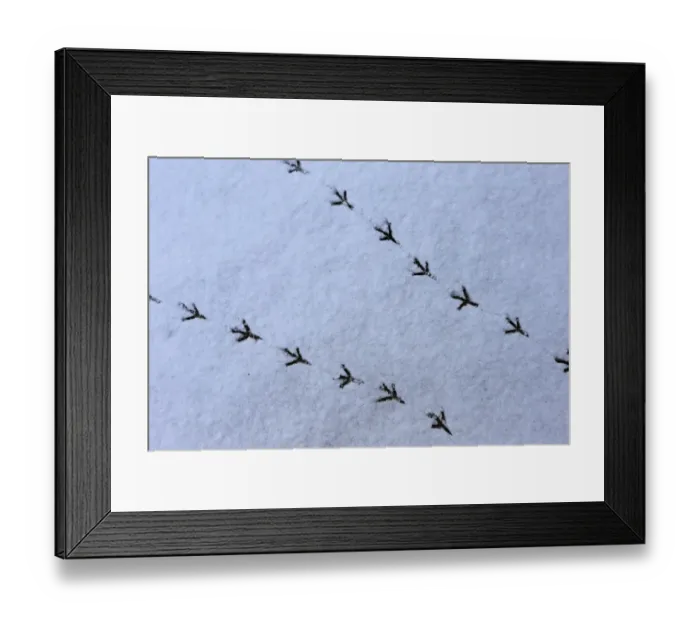Framed Print : Wood Pigeon (Columba palumbus) footprints in snow, Norwich, Norfolk, England, March Framed Print : Wood Pigeon (Columba palumbus) footprints in snow, Norwich, Norfolk, England, March