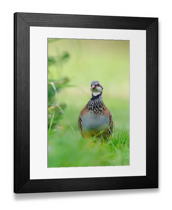 Framed Print : Red-legged Partridge (Alectoris rufa) adult, walking in grass, Oxfordshire, England, September Framed Print : Red-legged Partridge (Alectoris rufa) adult, walking in grass, Oxfordshire, England, September