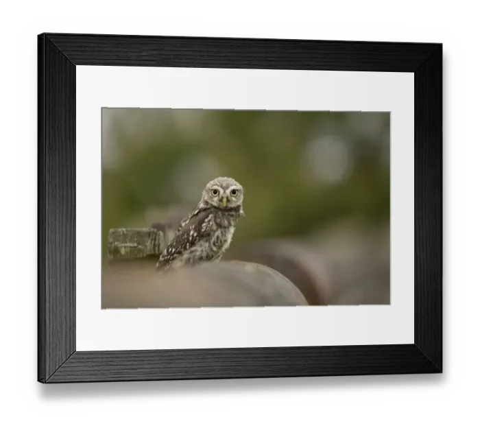 Framed Print : Little Owl (Athene noctua) chick, recently fledged, perched on wall, Lincolnshire, England, June (captive) Framed Print : Little Owl (Athene noctua) chick, recently fledged, perched on wall, Lincolnshire, England, June (captive)