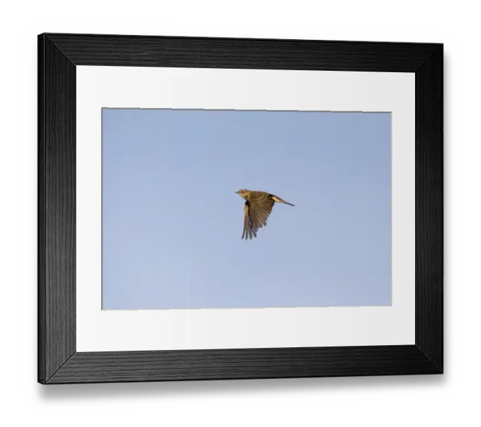 Framed Print : Meadow Pipit (Anthus pratensis) adult, in flight, Castilla y Leon, Spain, October Framed Print : Meadow Pipit (Anthus pratensis) adult, in flight, Castilla y Leon, Spain, October