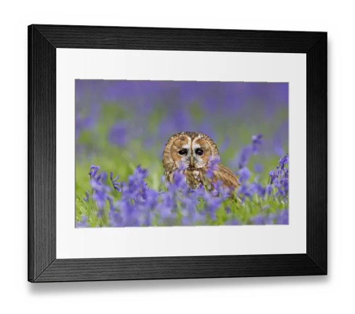 Framed Print : Tawny Owl (Strix aluco) adult, standing on ground amongst Bluebell (Hyacinthoides non-scripta) flowers, Suffolk Framed Print : Tawny Owl (Strix aluco) adult, standing on ground amongst Bluebell (Hyacinthoides non-scripta) flowers, Suffolk