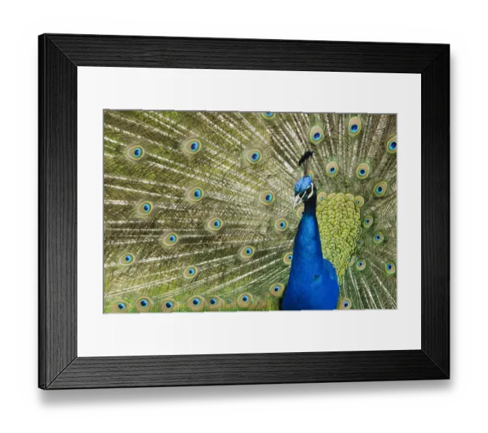 Framed Print : Indian Peafowl (Pavo cristatus) adult male, close-up of head and neck, displaying with tail feathers raised
