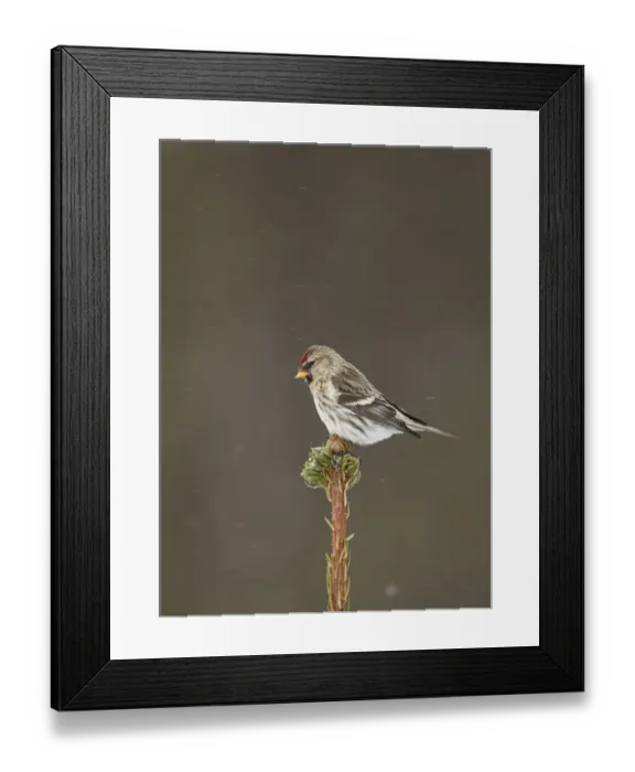 Framed Print : Arctic Redpoll (Carduelis hornemanni) adult female / first winter plumage Framed Print : Arctic Redpoll (Carduelis hornemanni) adult female / first winter plumage