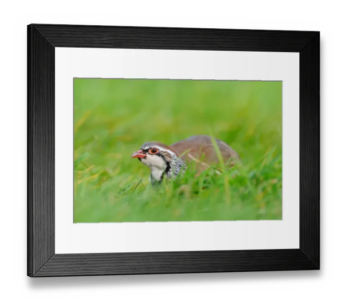 Framed Print : Red-legged Partridge (Alectoris rufa) adult, crouching in grass, Oxfordshire, England, September Framed Print : Red-legged Partridge (Alectoris rufa) adult, crouching in grass, Oxfordshire, England, September