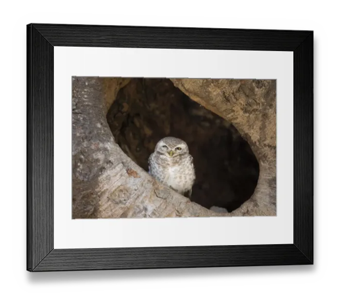Framed Print : Spotted Owlet (Athene brama) adult, perched in tree cavity, Kanha N. P. Madhya Pradesh, India, March Framed Print : Spotted Owlet (Athene brama) adult, perched in tree cavity, Kanha N. P. Madhya Pradesh, India, March