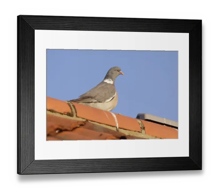 Framed Print : Wood Pigeon (Columba palumbus) adult, perched on tiled roof in evening sunlight, Bempton, East Yorkshire, England, July