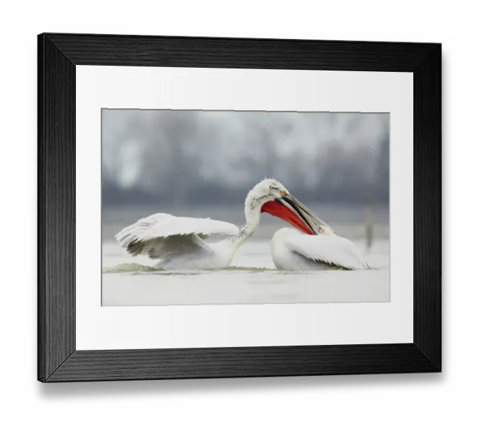 Framed Print : Dalmatian Pelican (Pelecanus crispus) two adults, breeding plumage, fighting on lake at beginning of breeding season Framed Print : Dalmatian Pelican (Pelecanus crispus) two adults, breeding plumage, fighting on lake at beginning of breeding season