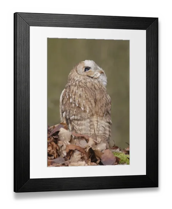 Framed Print : Tawny Owl (Strix aluco) adult male, looking upwards, standing amongst fallen beech leaves on woodland floor Framed Print : Tawny Owl (Strix aluco) adult male, looking upwards, standing amongst fallen beech leaves on woodland floor
