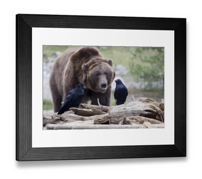 Framed Print : Common Raven (Corvus corax sinuatus) two adults, perched on logs, with Grizzly Bear (Ursus arctos horribilis) Framed Print : Common Raven (Corvus corax sinuatus) two adults, perched on logs, with Grizzly Bear (Ursus arctos horribilis)