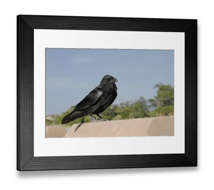 Framed Print : Common Raven (Corvus corax sinuatus) adult, perched on concrete wall, Utah, U. S. A. May Framed Print : Common Raven (Corvus corax sinuatus) adult, perched on concrete wall, Utah, U. S. A. May