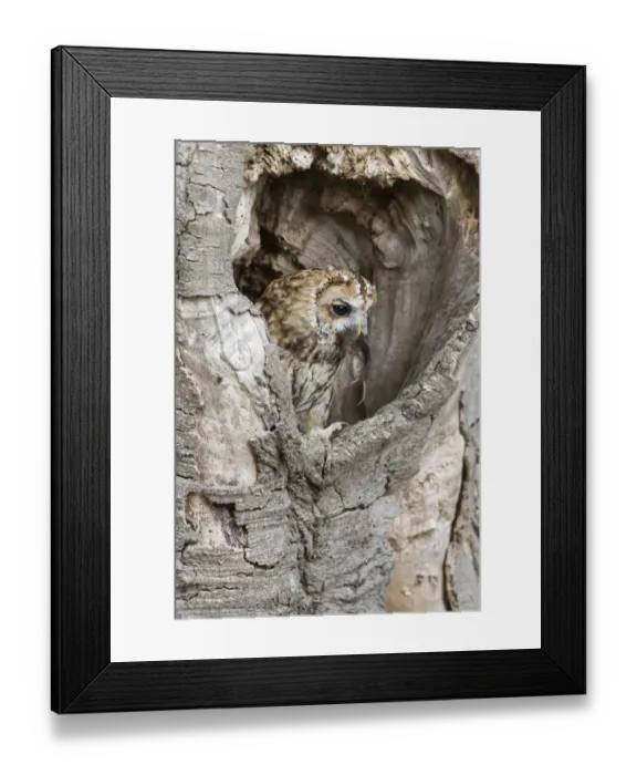 Framed Print : Tawny Owl (Strix aluco) adult, feeding on Common Shrew (Sorex araneus) prey, perched in hollow tree trunk, England Framed Print : Tawny Owl (Strix aluco) adult, feeding on Common Shrew (Sorex araneus) prey, perched in hollow tree trunk, England