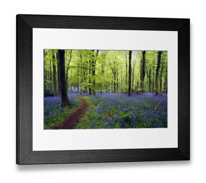 Framed Print : Bluebell (Endymion non-scriptus) flowering mass, growing beside path in Common Beech (Fagus sylvatica) Framed Print : Bluebell (Endymion non-scriptus) flowering mass, growing beside path in Common Beech (Fagus sylvatica)