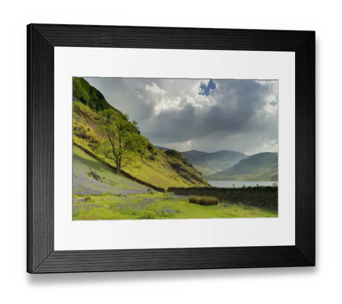 Framed Print : Bluebell (Endymion non-scriptus) flowering, mass growing in fell habitat beside lake, Crummock Water Framed Print : Bluebell (Endymion non-scriptus) flowering, mass growing in fell habitat beside lake, Crummock Water
