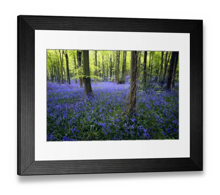 Framed Print : Bluebell (Endymion non-scriptus) flowering mass, growing in Common Beech (Fagus sylvatica) woodland habitat, Sussex Framed Print : Bluebell (Endymion non-scriptus) flowering mass, growing in Common Beech (Fagus sylvatica) woodland habitat, Sussex