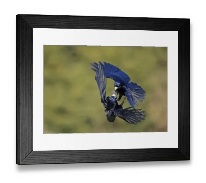 Framed Print : Rook (Corvus frugilegus) two adults, in flight, fighting in mid-air, Oxfordshire, England, March Framed Print : Rook (Corvus frugilegus) two adults, in flight, fighting in mid-air, Oxfordshire, England, March
