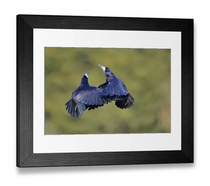 Framed Print : Rook (Corvus frugilegus) two adults, in flight, fighting in mid-air, Oxfordshire, England, March Framed Print : Rook (Corvus frugilegus) two adults, in flight, fighting in mid-air, Oxfordshire, England, March