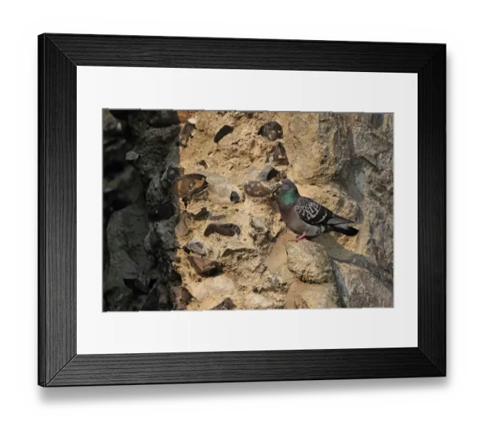 Framed Print : Feral Pigeon (Columba livia) adult, perched on cathedral, Norwich Cathedral, Norwich, Norfolk, England, June Framed Print : Feral Pigeon (Columba livia) adult, perched on cathedral, Norwich Cathedral, Norwich, Norfolk, England, June