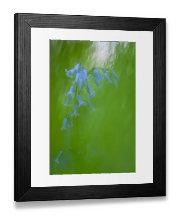 Framed Print : Bluebell (Endymion non-scriptus) flowering, soft focus, Kent, England, May Framed Print : Bluebell (Endymion non-scriptus) flowering, soft focus, Kent, England, May
