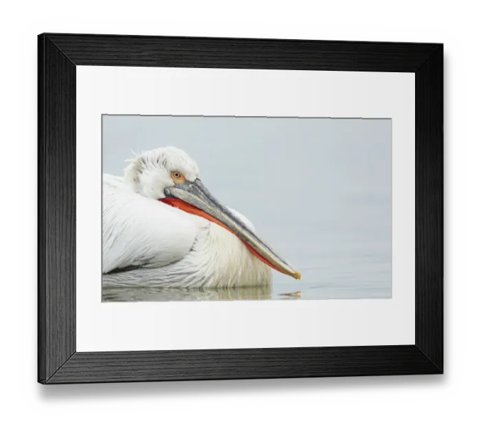 Framed Print : Dalmatian Pelican (Pelecanus crispus) adult, breeding plumage, close-up of head and breast, swimming on lake Framed Print : Dalmatian Pelican (Pelecanus crispus) adult, breeding plumage, close-up of head and breast, swimming on lake
